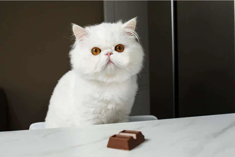 Did you know Chocolate is Poison ☠️  Cats?