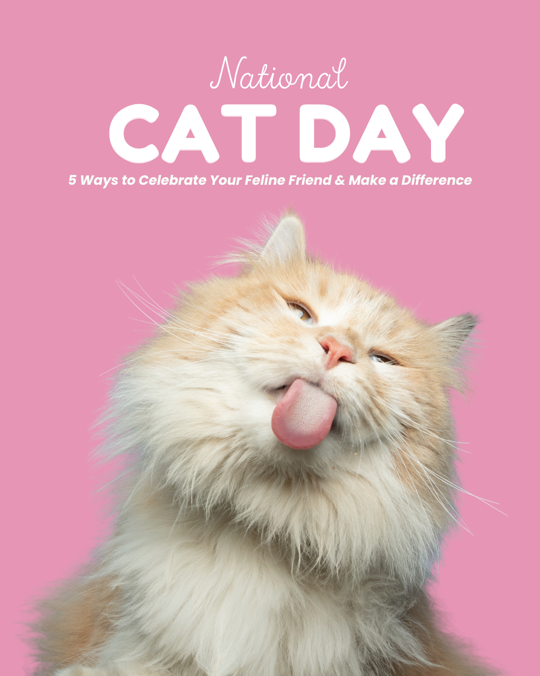 Happy National Cat Day! 5 Ways to Celebrate Your Feline Friend & Make a Difference