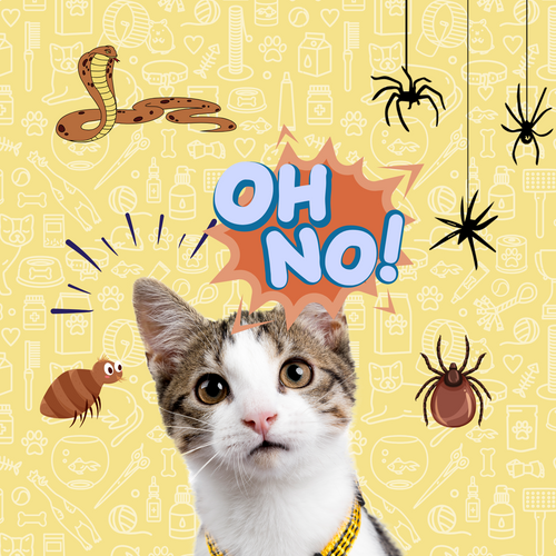 Summer Dangers: Protecting Your Cat from Ticks, Fleas, Snakes, and Spiders