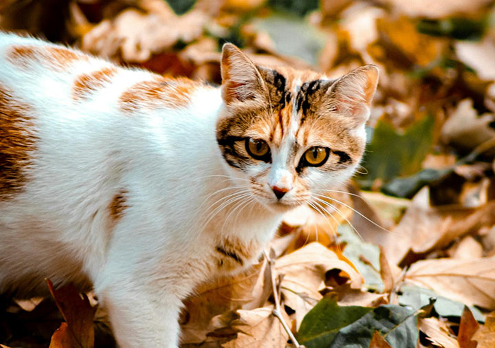 Autumn Season With Your Cat 🍂