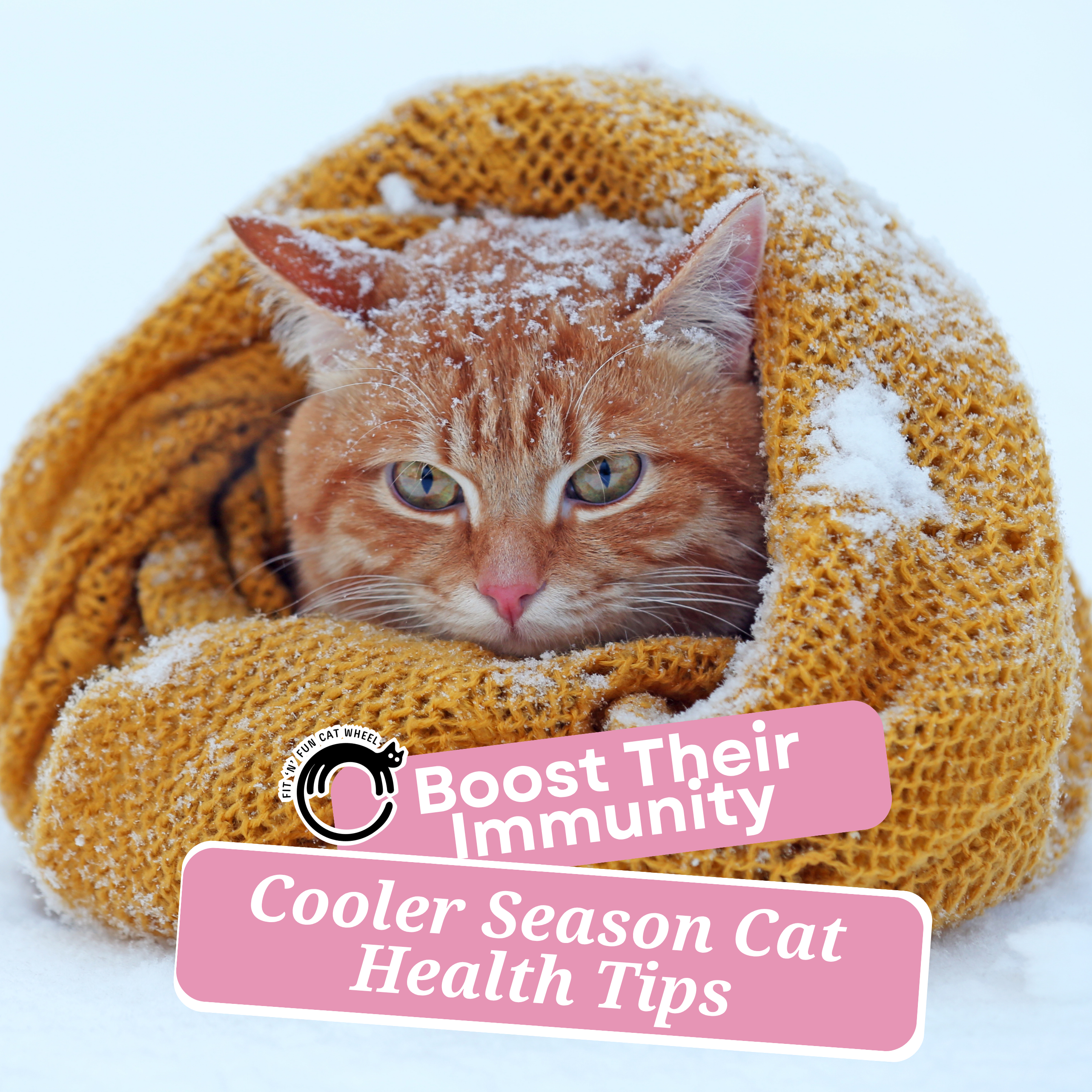 Feline Wellness: Protecting Your Cat from Cooler Season Ailments (Colds, Coughs, and More!)
