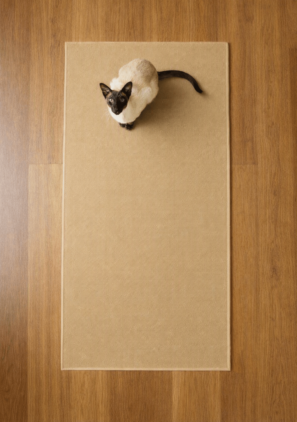 Stop Your Cat Wheel From Slipping With the Anti-Slip Safety Mat - Fit 'n' Fun Cat Wheel