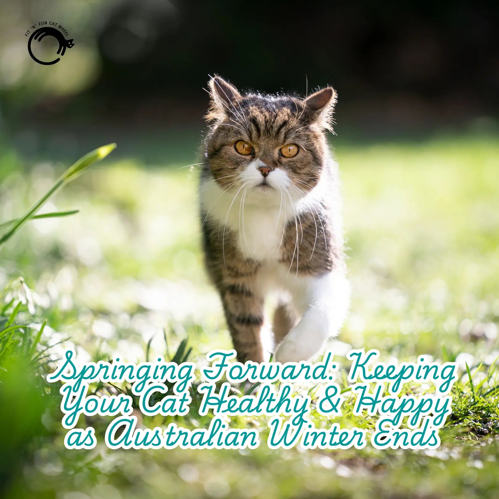 Springing-Forward-Keeping-Your-Cat-Healthy-Happy-as-Australian-Winter-Ends Fit 'n' Fun Cat Wheel