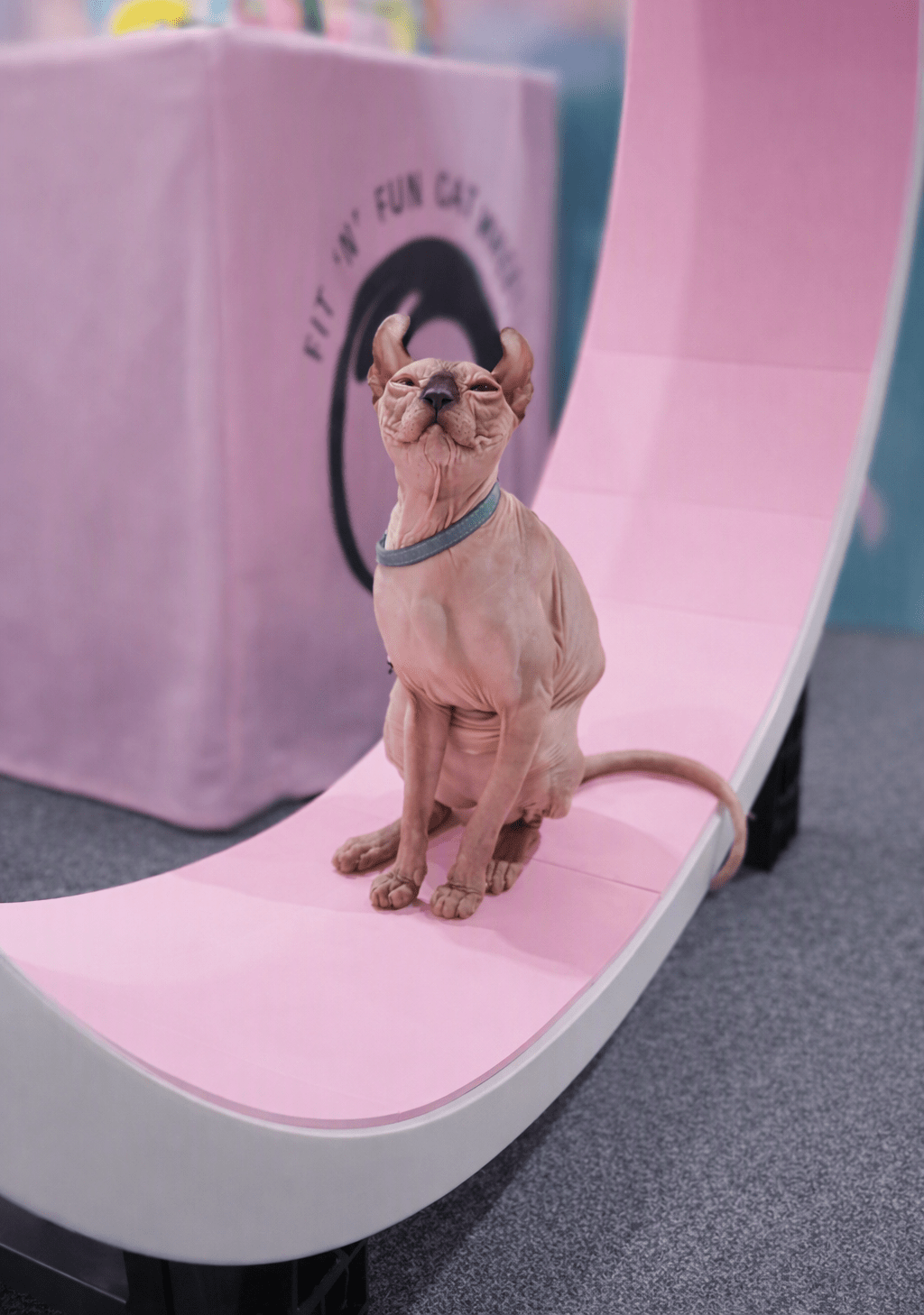 Why Every Indoor Cat Deserves the Chance to Run - Fit 'n' Fun Cat Wheel