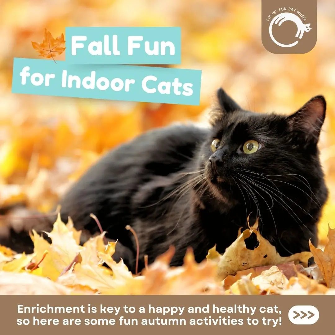 Autumn Adventures: Keeping Your Indoor Cat Happy, Active, and Safe - Fit 'n' Fun Cat Wheel