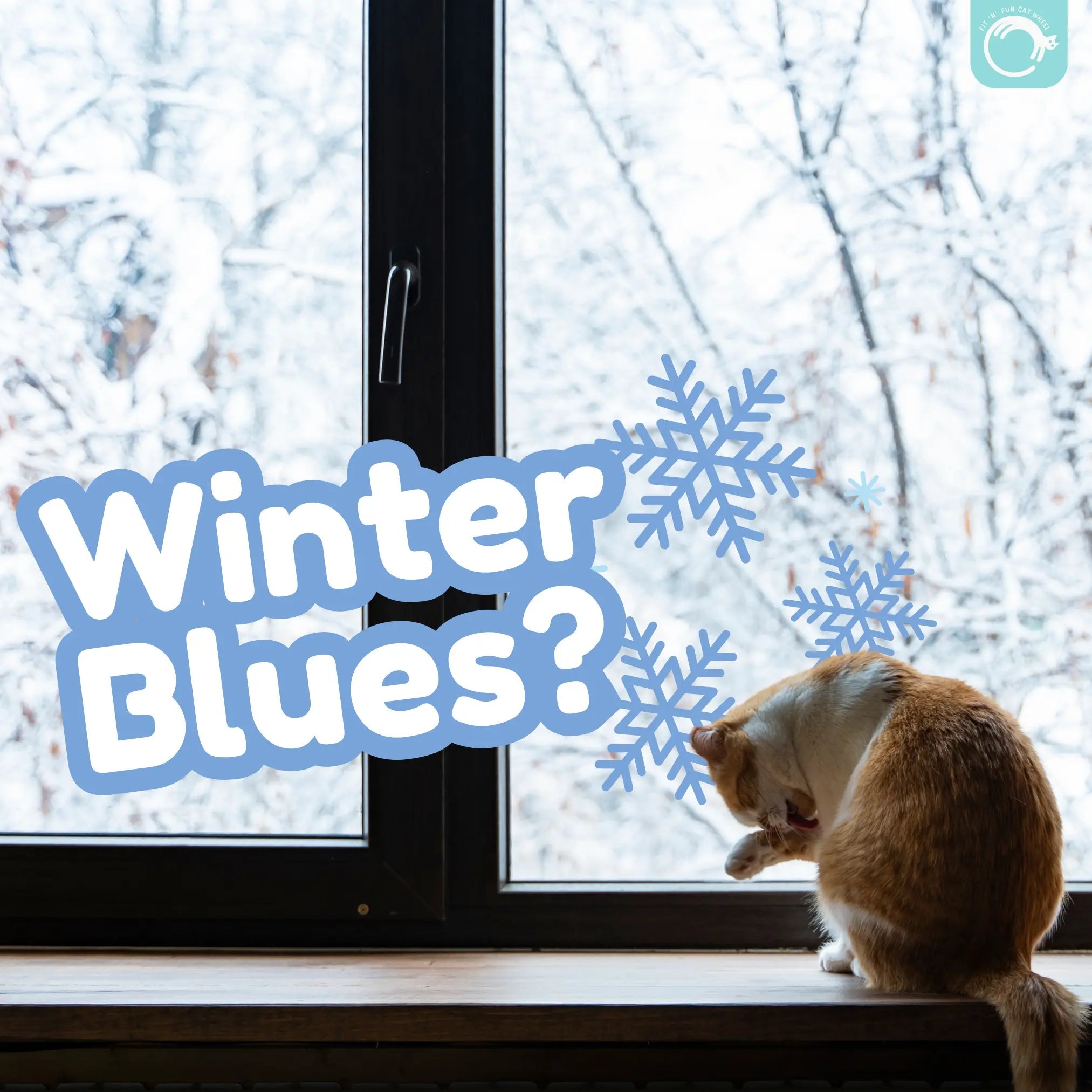 Beat the Winter Blues: Fun & Engaging Indoor Activities for Your Cat - Fit 'n' Fun Cat Wheel