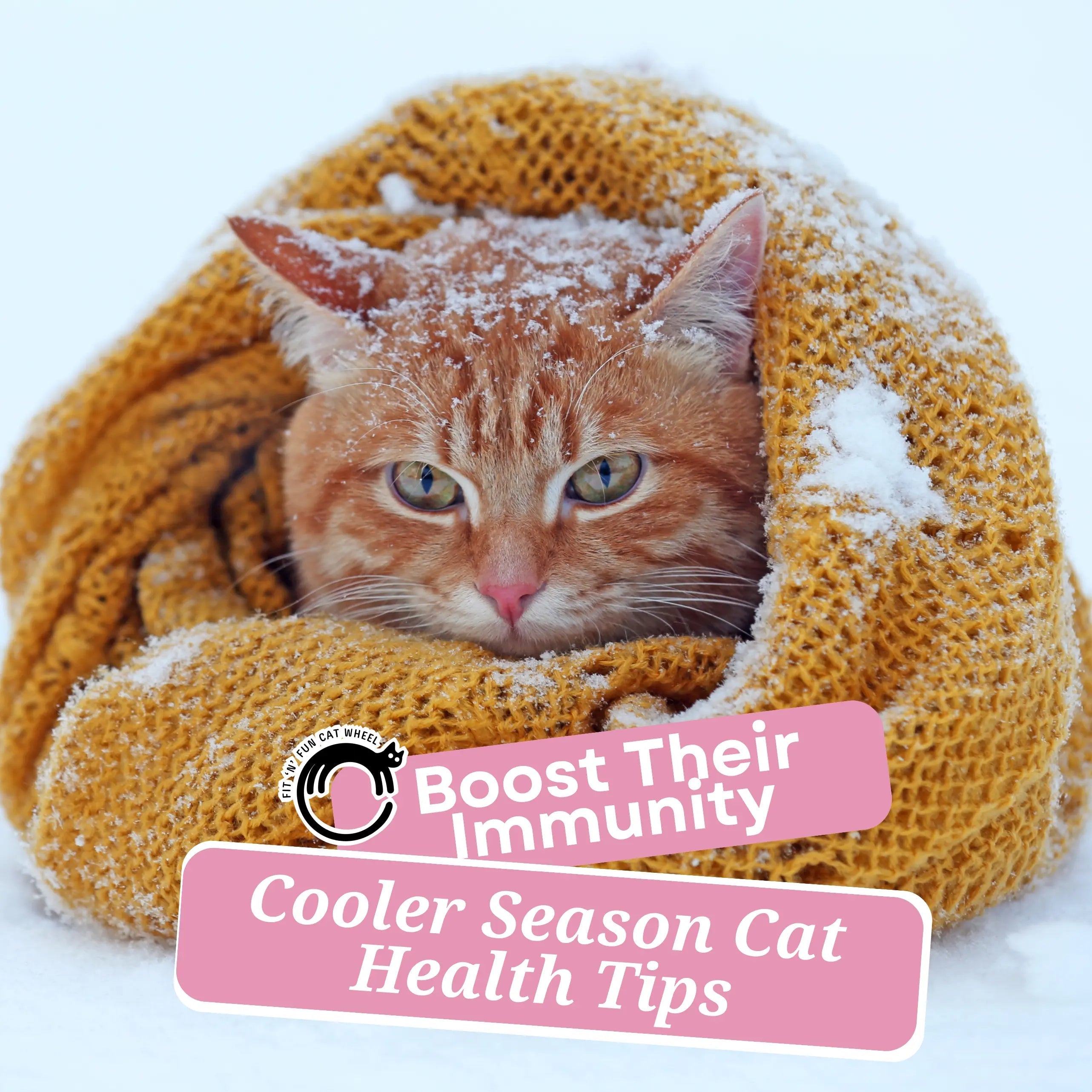 Feline Wellness: Protecting Your Cat from Cooler Season Ailments (Colds, Coughs, and More!) - Fit 'n' Fun Cat Wheel