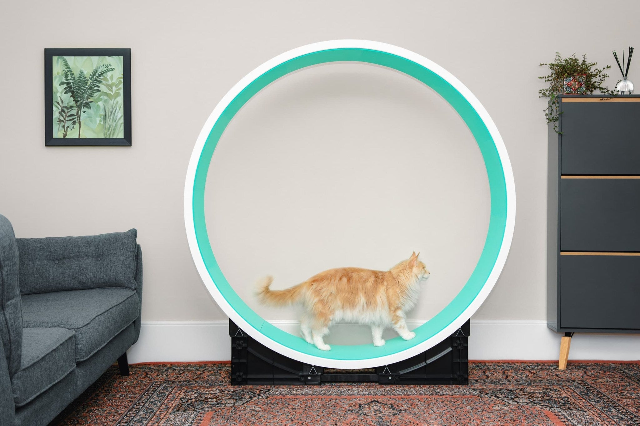 Is Your Cat Too Big for a Standard Cat Wheel? A Size Guide for Large Cats