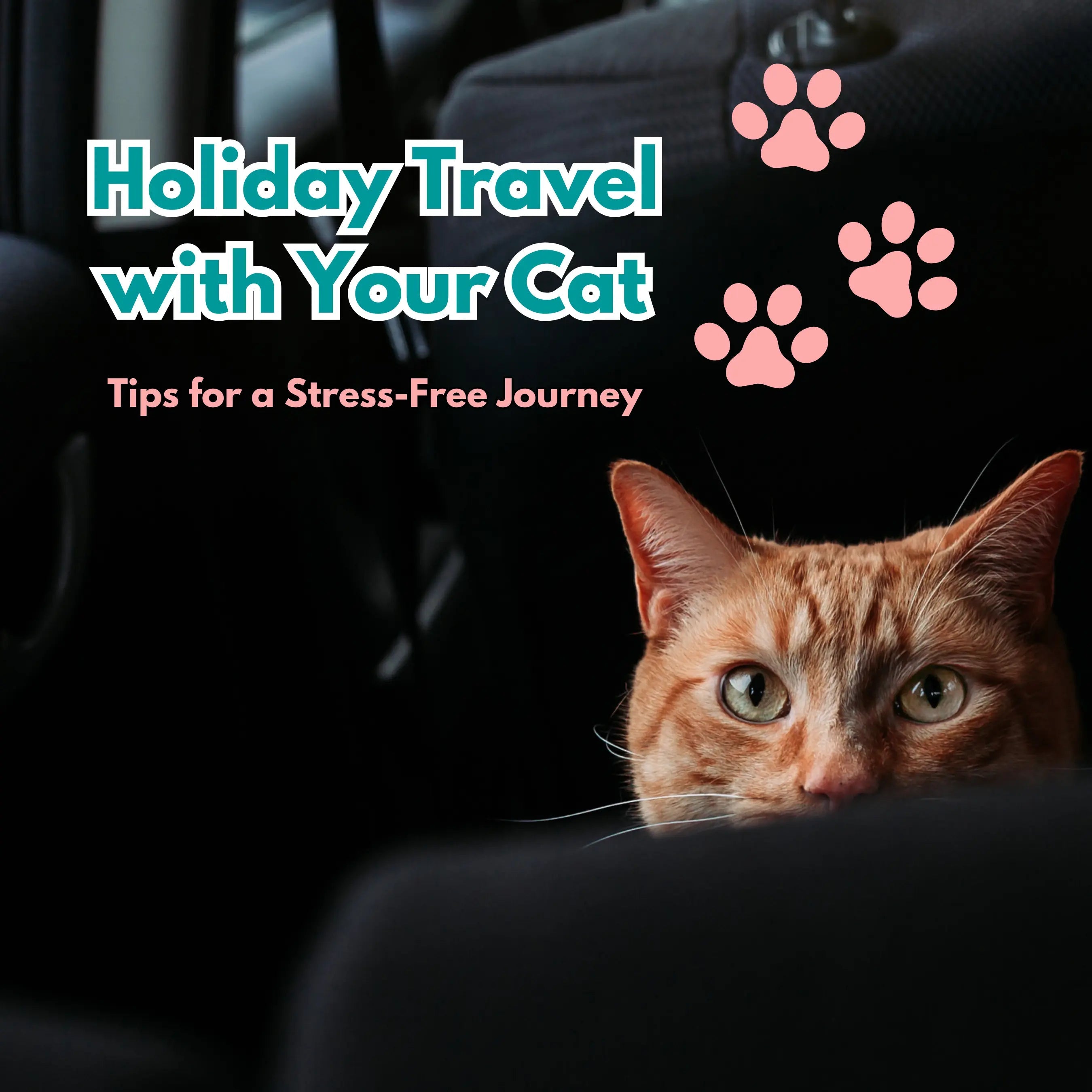 Holiday Travel with Your Cat: Tips for a Stress-Free Journey - Fit 'n' Fun Cat Wheel