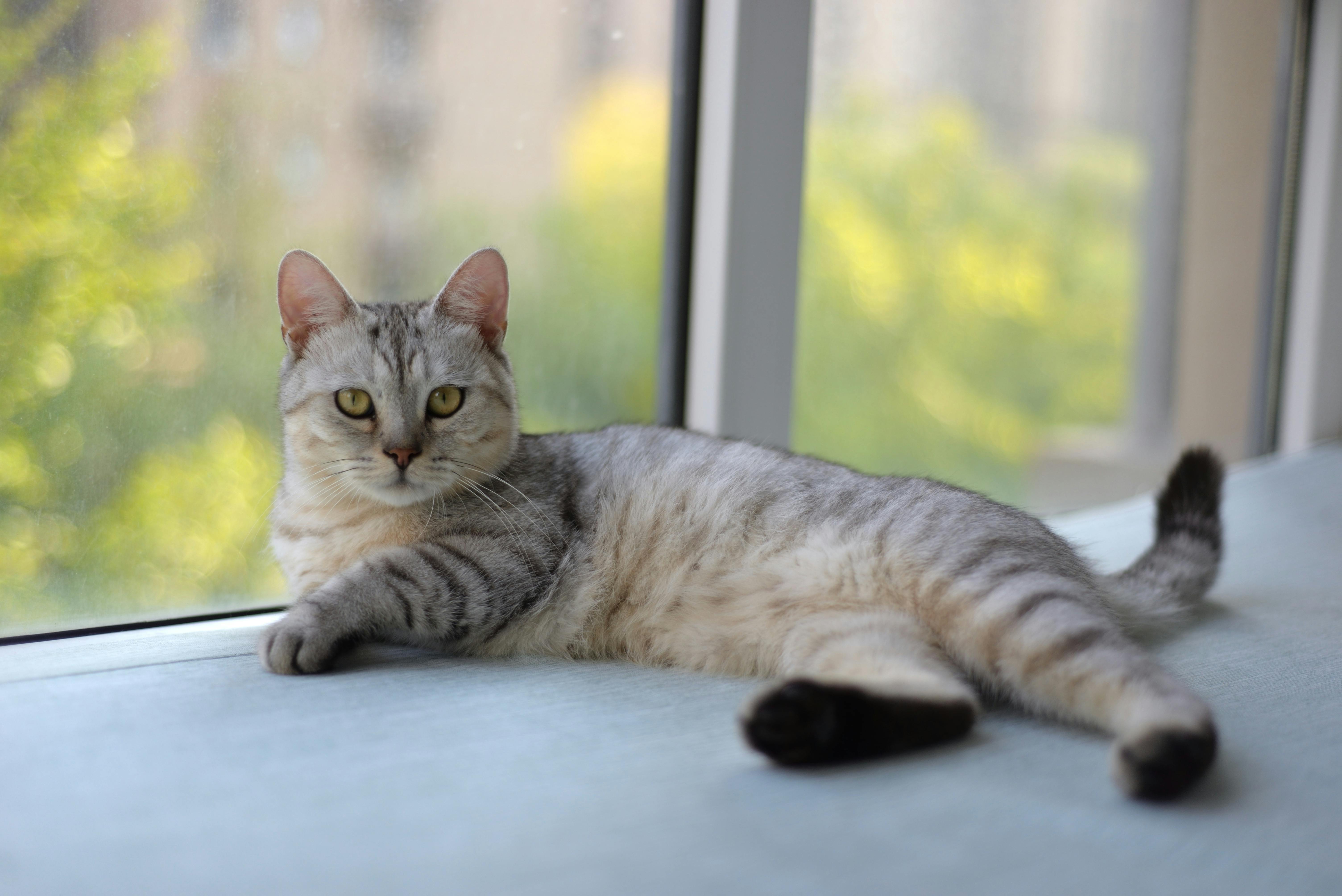 The Best Cat Treats in Australia: Healthy Options for Every Cat - Fit 'n' Fun Cat Wheel