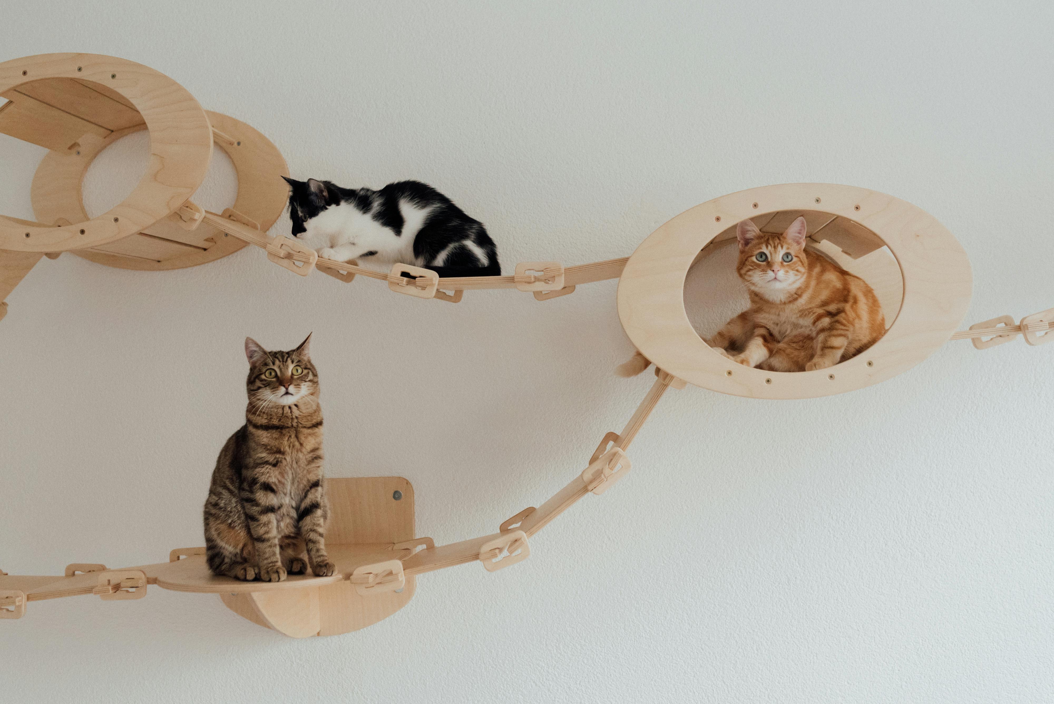 Essential Equipment Every Indoor Cat Owner Needs - Fit 'n' Fun Cat Wheel