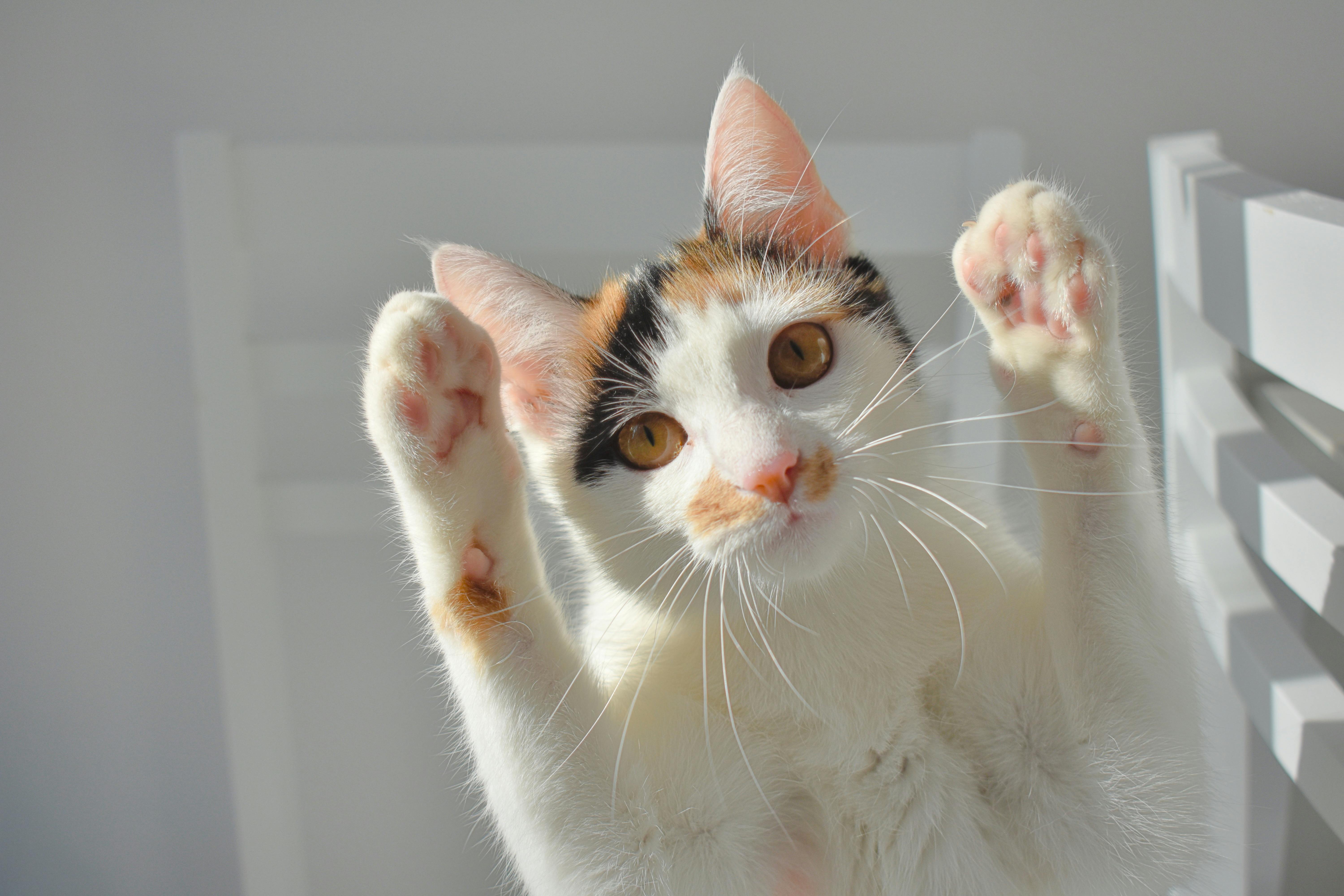 Cat Treadmill vs Cat Exercise Wheel - Fit 'n' Fun Cat Wheel
