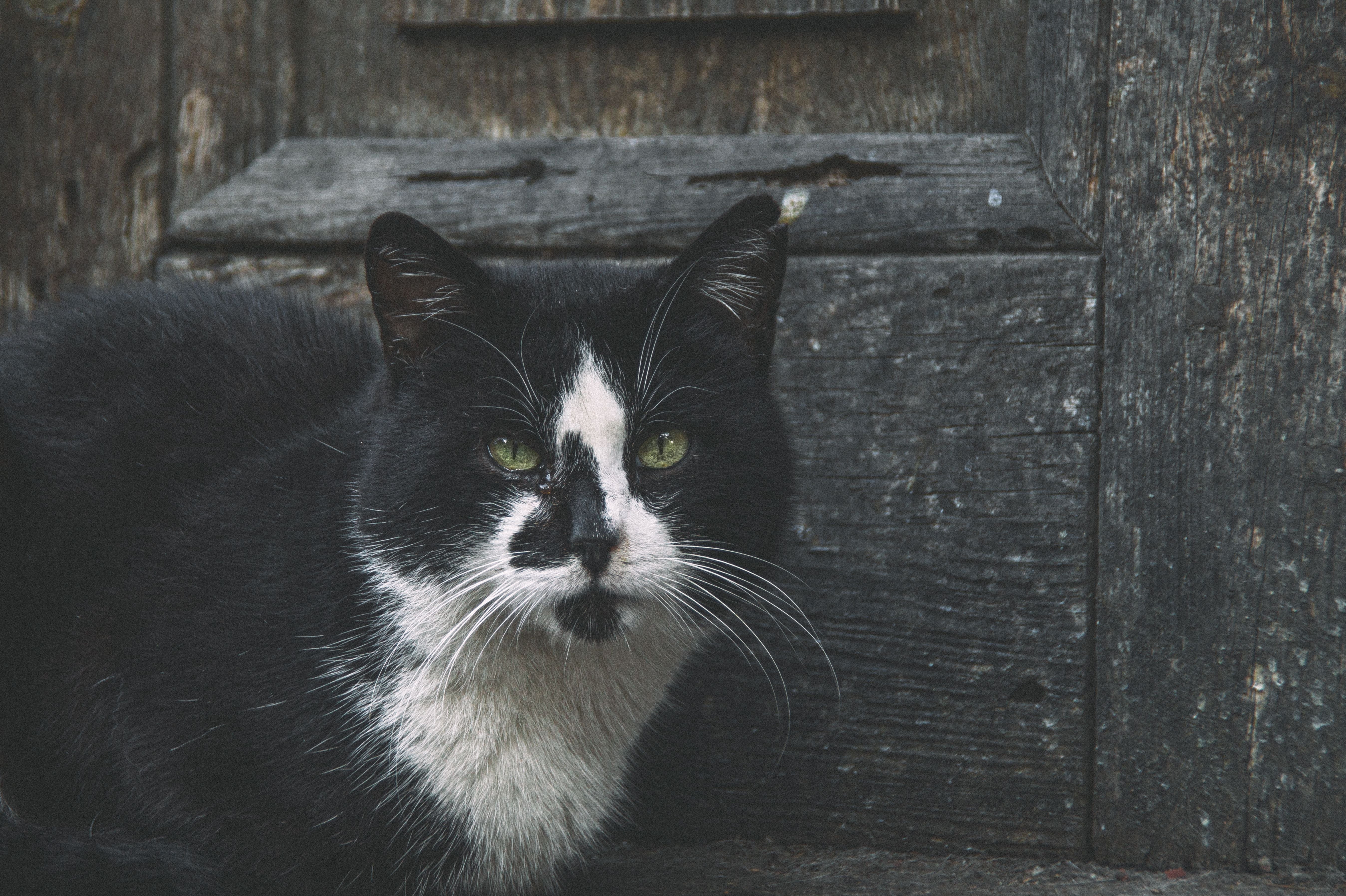 How to Help an Overweight or Senior Cat Get Moving Again