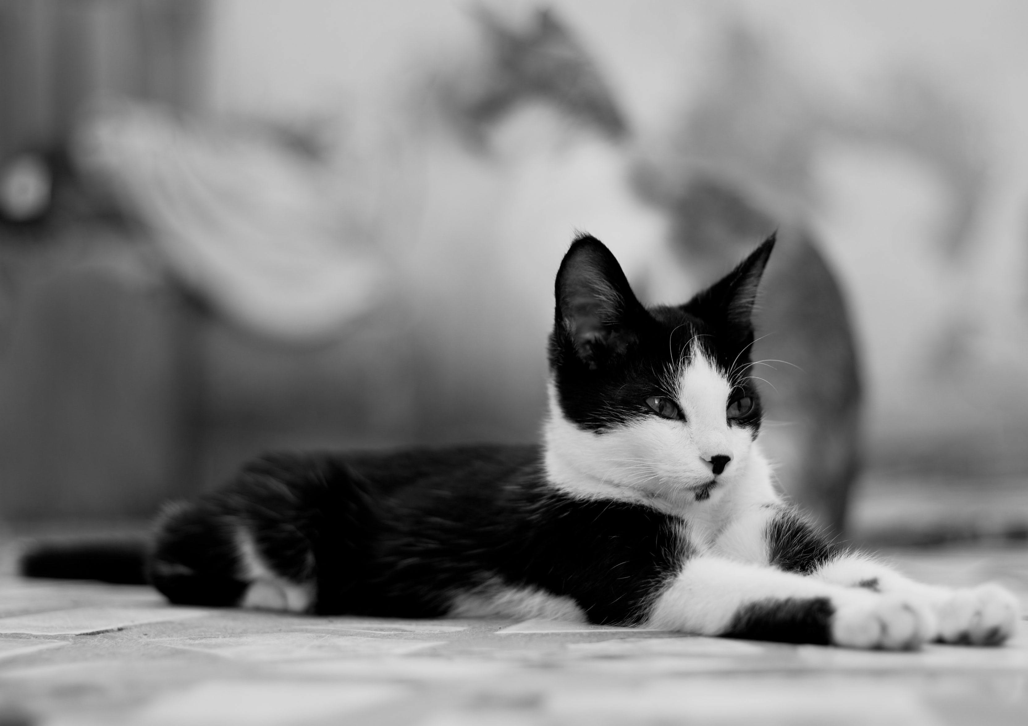 Cat On Treadmill: Do Cats Actually Use Running Wheels? - Fit 'n' Fun Cat Wheel