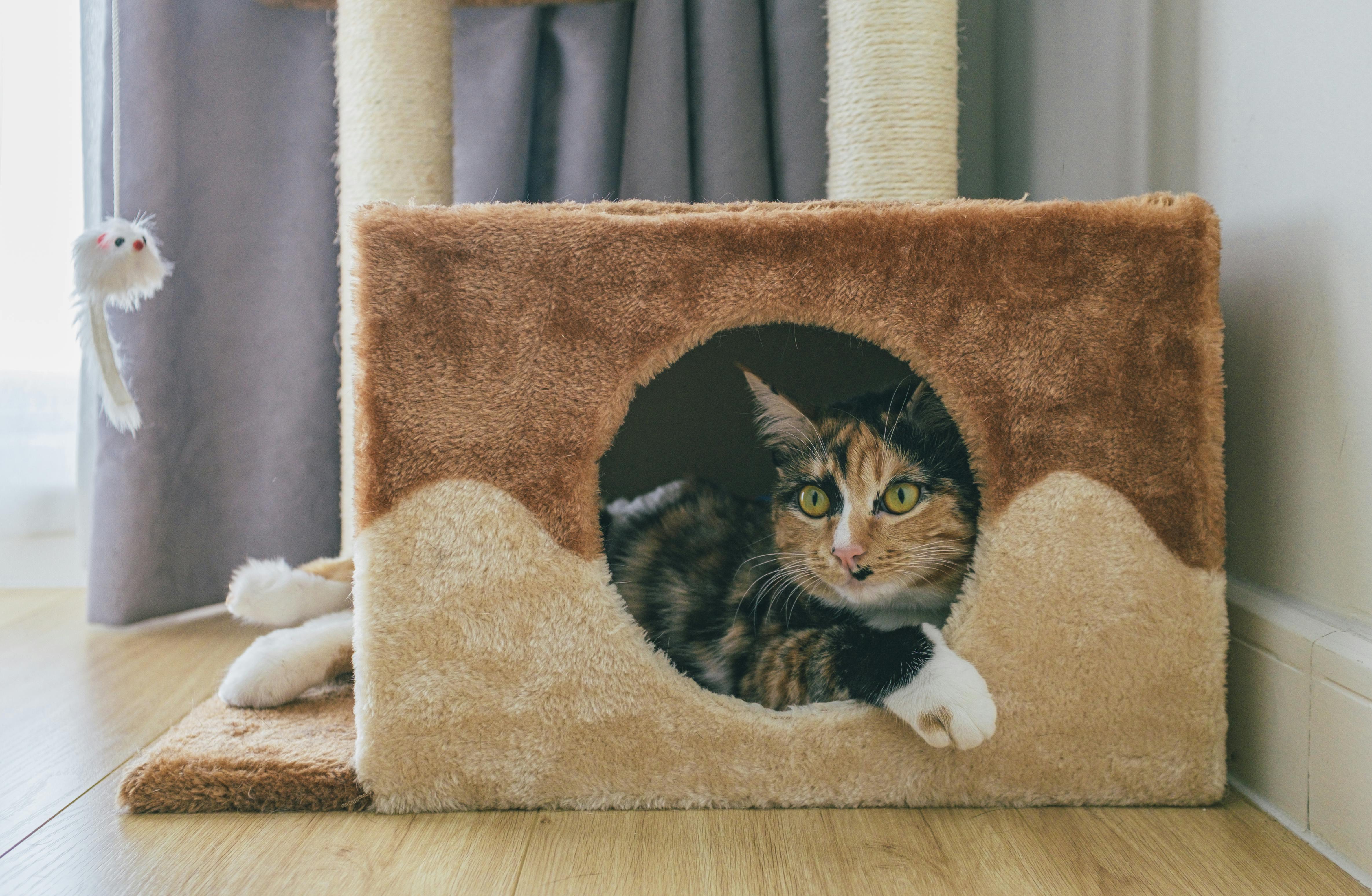 Best Cat Furniture For Active Indoor Cats - Fit 'n' Fun Cat Wheel