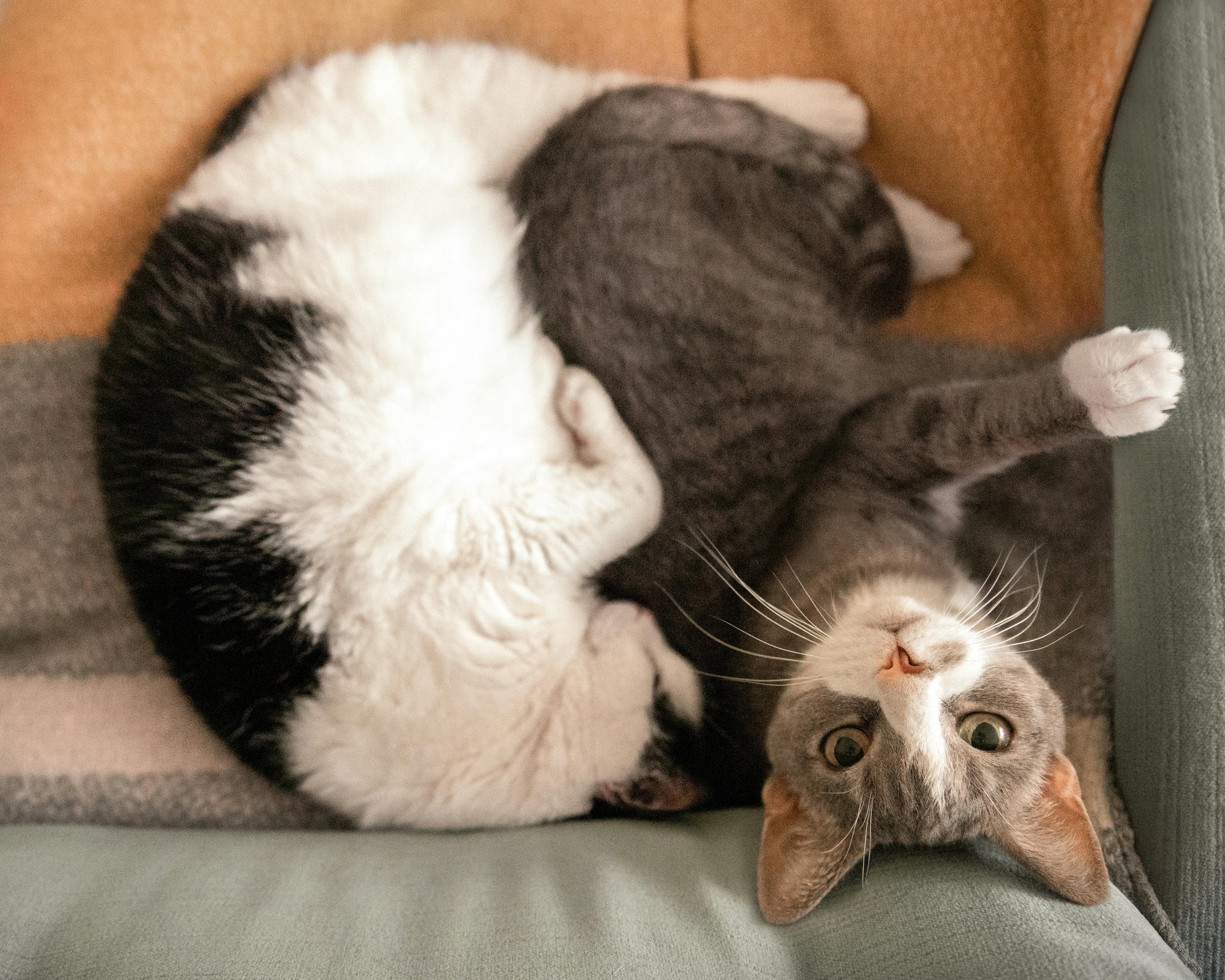 Best Ways To Exercise Indoor Cats Without Going Outside - Fit 'n' Fun Cat Wheel