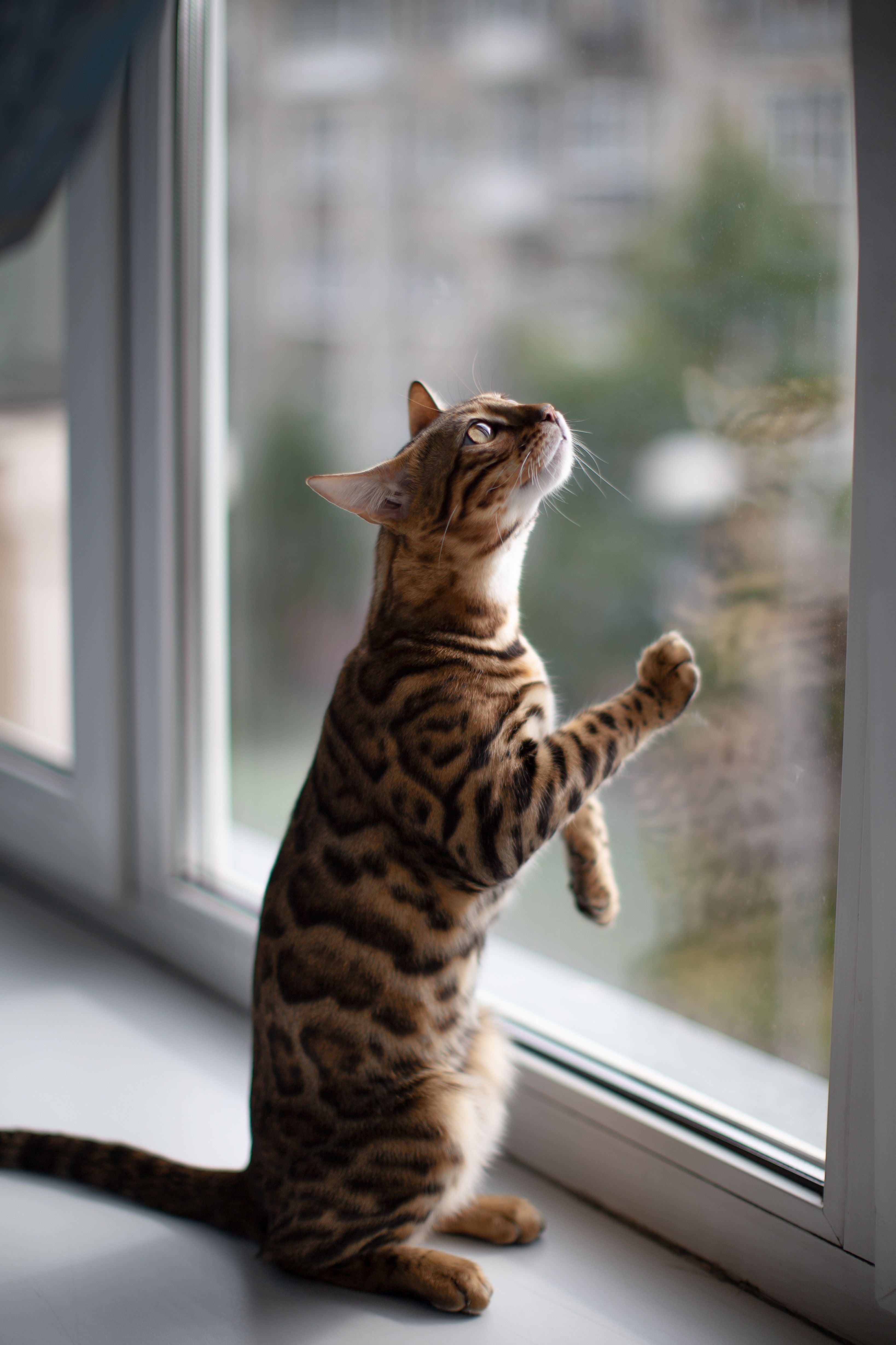The Best Cat Wheel for Bengals and Other High-Energy Cats