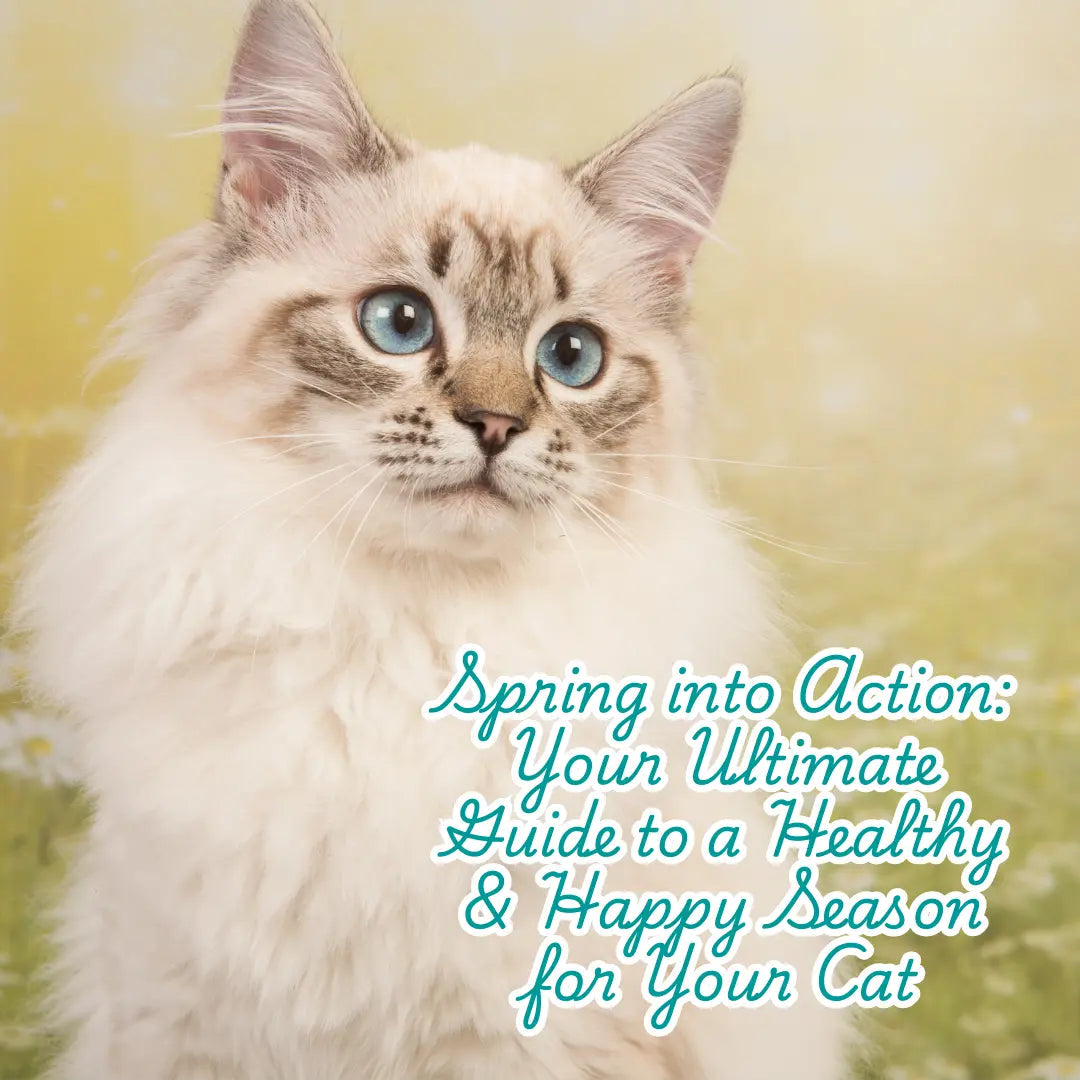 Spring into Action: Your Ultimate Guide to a Healthy & Happy Season for Your Cat - Fit 'n' Fun Cat Wheel