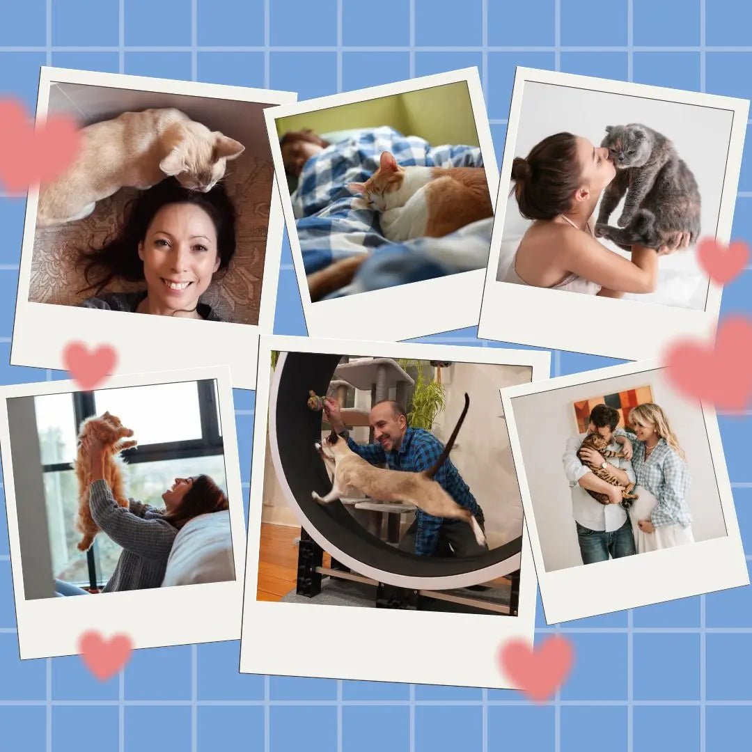 The Language of Purrs: Understanding Your Cat's Love Language - Fit 'n' Fun Cat Wheel