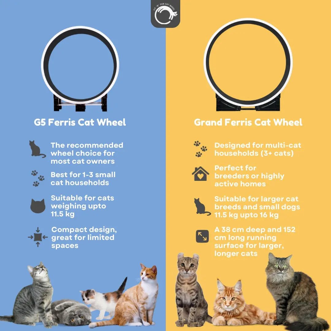 The Grand Ferris Cat Wheel - OUT OF STOCK MSG TO RESERVE 🎉 - Fit 'n' Fun Cat WheelThe Grand Ferris Cat Wheel - OUT OF STOCK MSG TO RESERVE 🎉