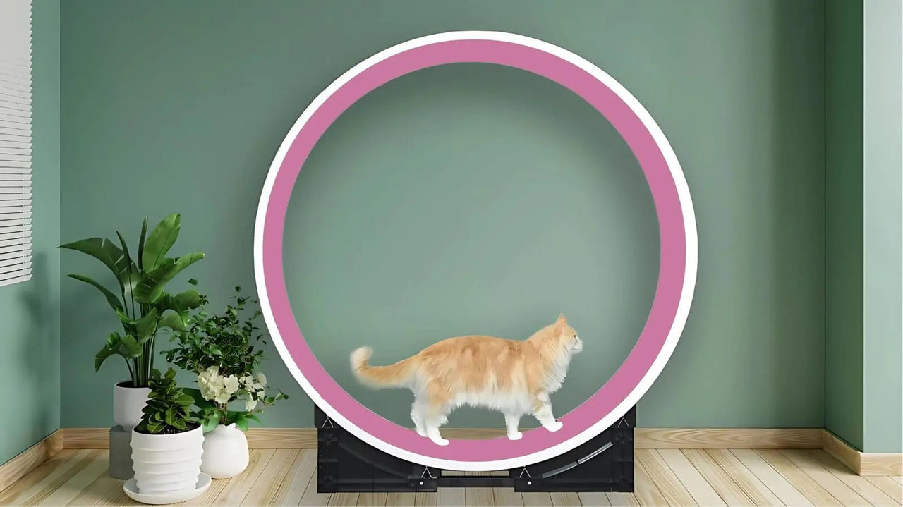 The Grand Ferris Cat Wheel - OUT OF STOCK MSG TO RESERVE 🎉 - Fit 'n' Fun Cat WheelThe Grand Ferris Cat Wheel - OUT OF STOCK MSG TO RESERVE 🎉