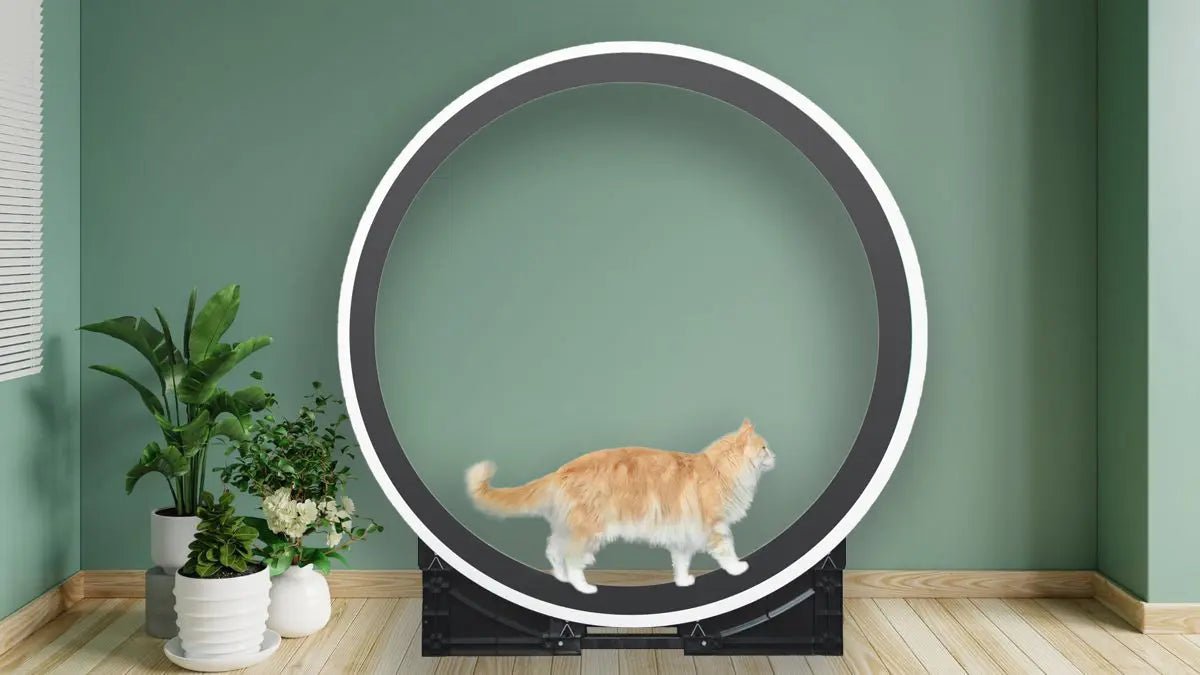 The Grand Ferris Cat Wheel - OUT OF STOCK MSG TO RESERVE 🎉 - Fit 'n' Fun Cat WheelThe Grand Ferris Cat Wheel - OUT OF STOCK MSG TO RESERVE 🎉