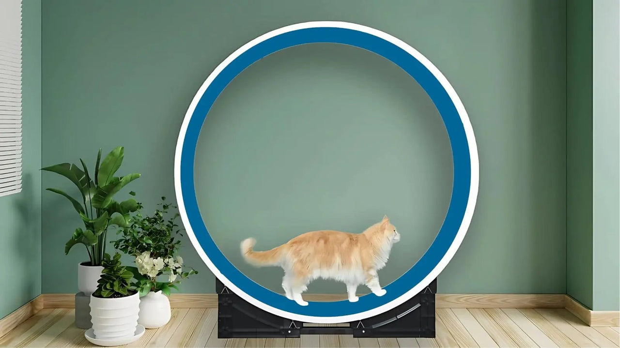 The Grand Ferris Cat Wheel - OUT OF STOCK MSG TO RESERVE 🎉 - Fit 'n' Fun Cat WheelThe Grand Ferris Cat Wheel - OUT OF STOCK MSG TO RESERVE 🎉