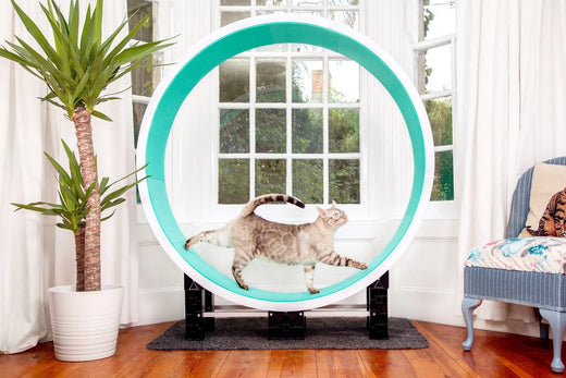 Australia's Premium Cat Wheel | Cat Exercise Wheels – Fit 'n' Fun Cat Wheel